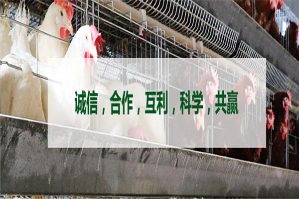 希友饲料