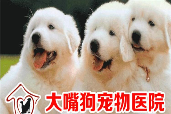 大嘴狗宠物技术培训学校