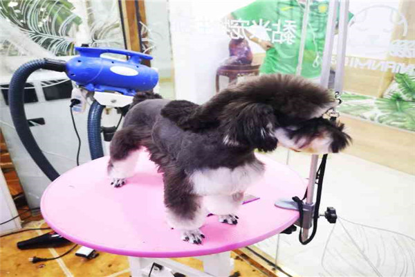 黏米宠物美容加盟