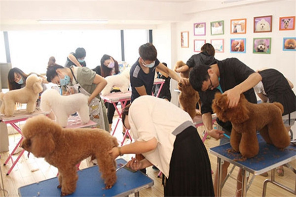 黏米宠物美容加盟