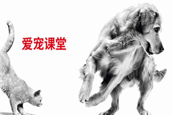 皇家宠物