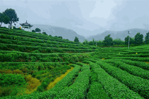 竹院茗茶