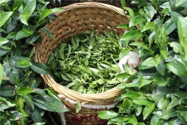 新林玉露茶叶加盟