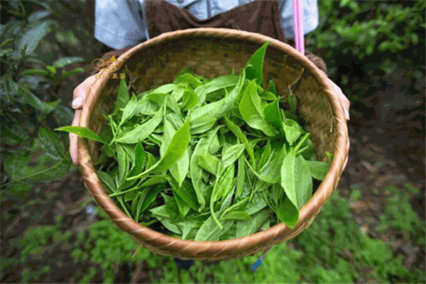 狮井茶叶