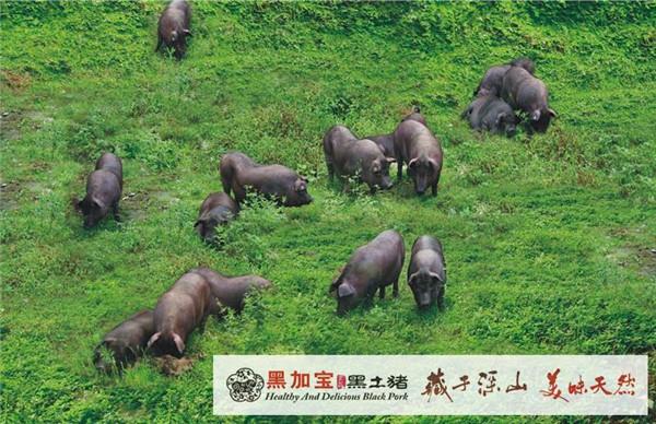 黑加宝黑土猪