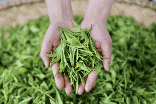 白云高山茶业