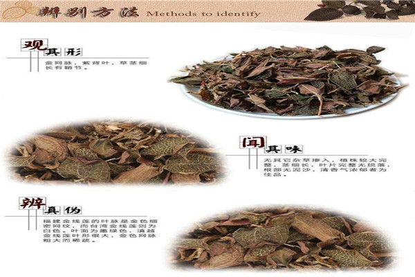 鳯舌金线莲加盟
