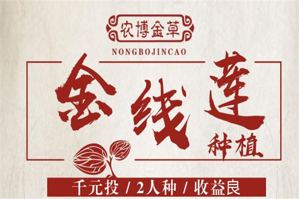农博金草金线莲加盟