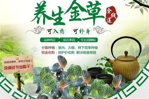 农博金草金线莲加盟