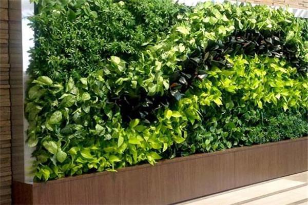 金麒麟植物墙