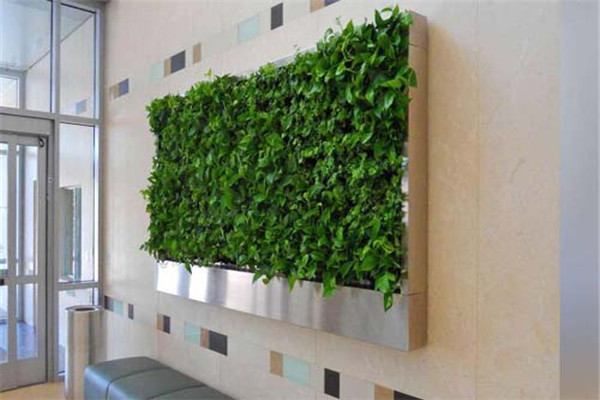 金麒麟植物墙