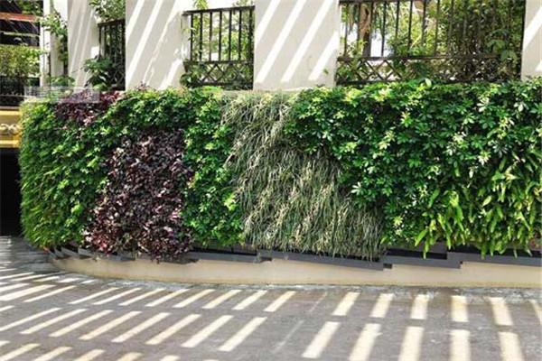 金麒麟植物墙