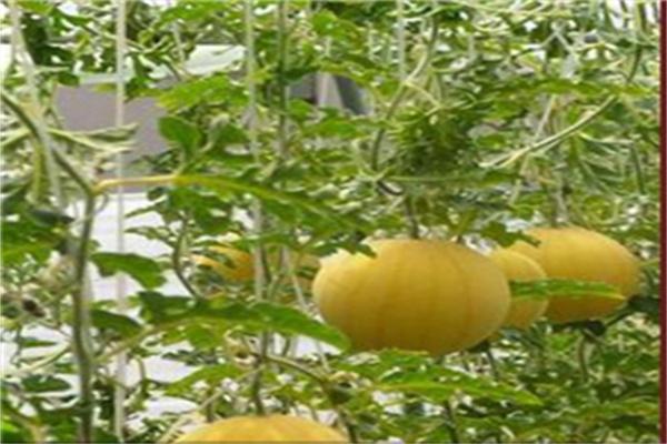 中农共信有机瓜菜工厂