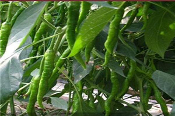中农共信有机瓜菜工厂