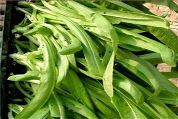 中农共信有机瓜菜工厂