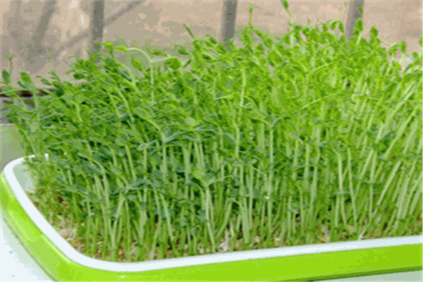 永兴芽苗菜加盟