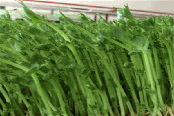 永兴芽苗菜加盟