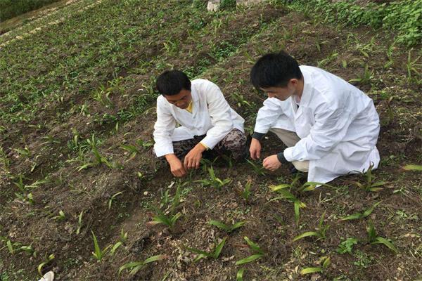 御品本草人工种植加盟