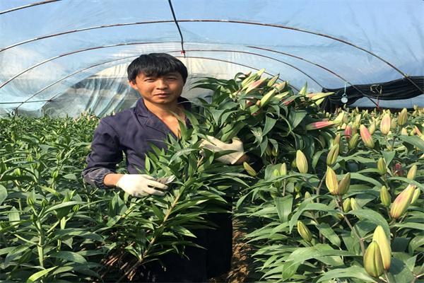 百合圣草种植加盟