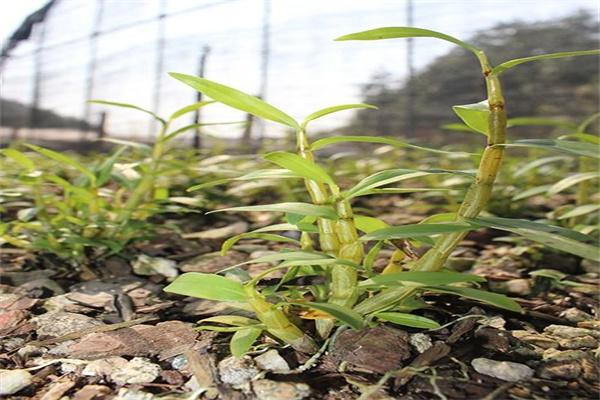 大益康堂种植加盟
