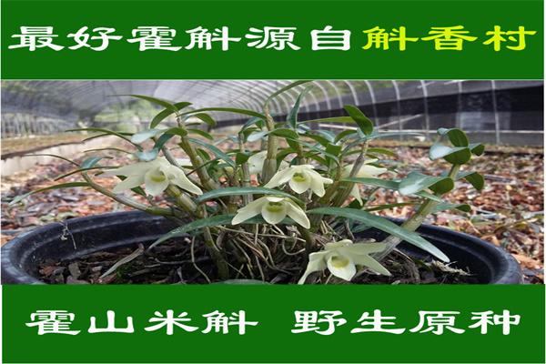 大益康堂种植加盟