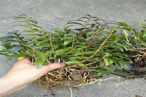 大益康堂种植加盟