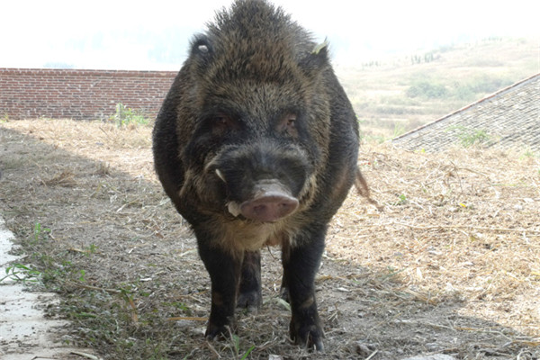 湘顺特种野猪养殖加盟