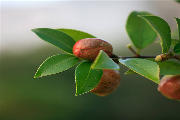 龙腾油茶籽油加盟