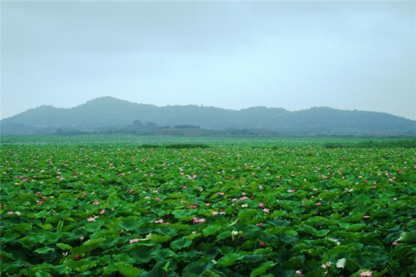 珍湖莲藕加盟