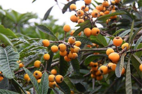 穆坞枇杷苗种植加盟