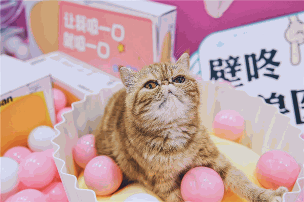 萌兽派宠物