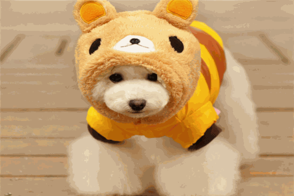 易代宠物用品