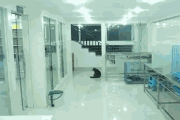 爱林宠物医院