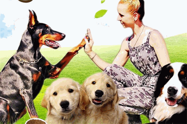 犬语者宠物训导馆