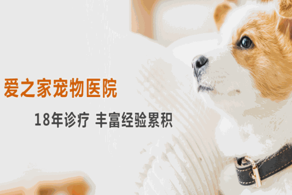 爱之家动物医院