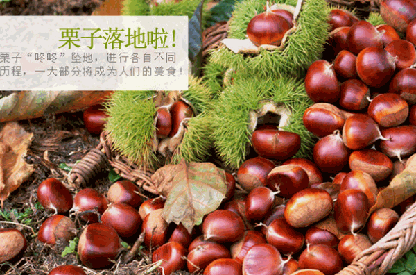 栗上皇炒板栗