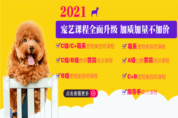 上美宠艺宠物培训