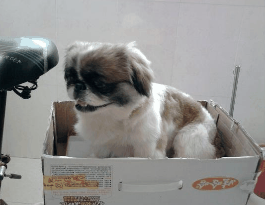 旺宝狗狗