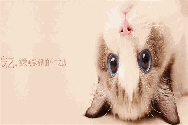 上美宠艺宠物培训