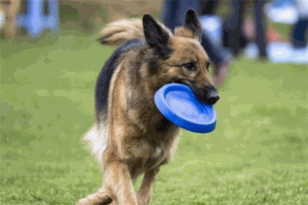 犬语者宠物训导馆