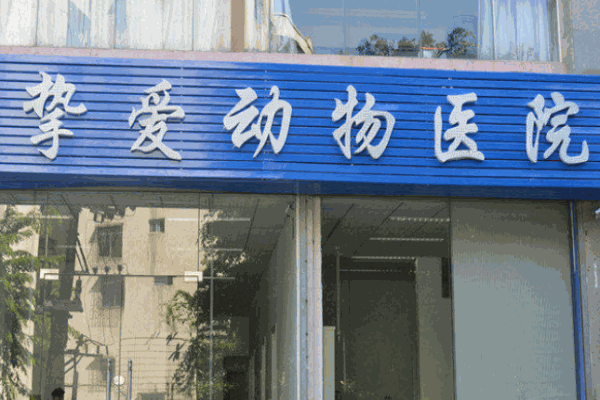 挚爱动物医院