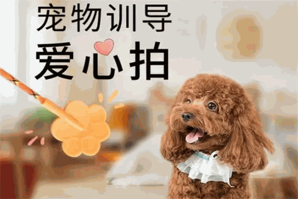 犬语者宠物训导馆