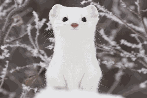 雪貂宠物