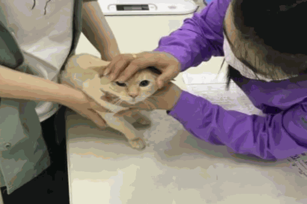我爱我爱宠物医院