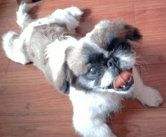 旺宝狗狗