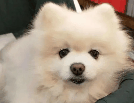 旺宝狗狗