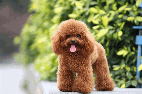 犬语者宠物训导馆