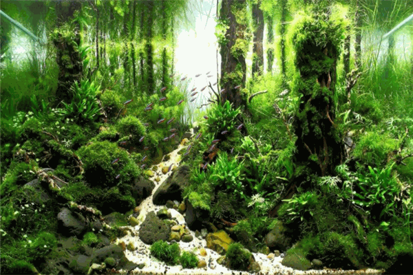 扬子生态水族