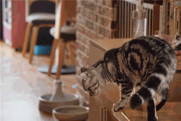 猫咪咖啡馆