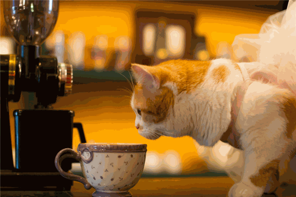 猫咪咖啡馆